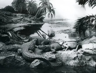 Alligators, dans un panorama, au zoo de Londres, 1928